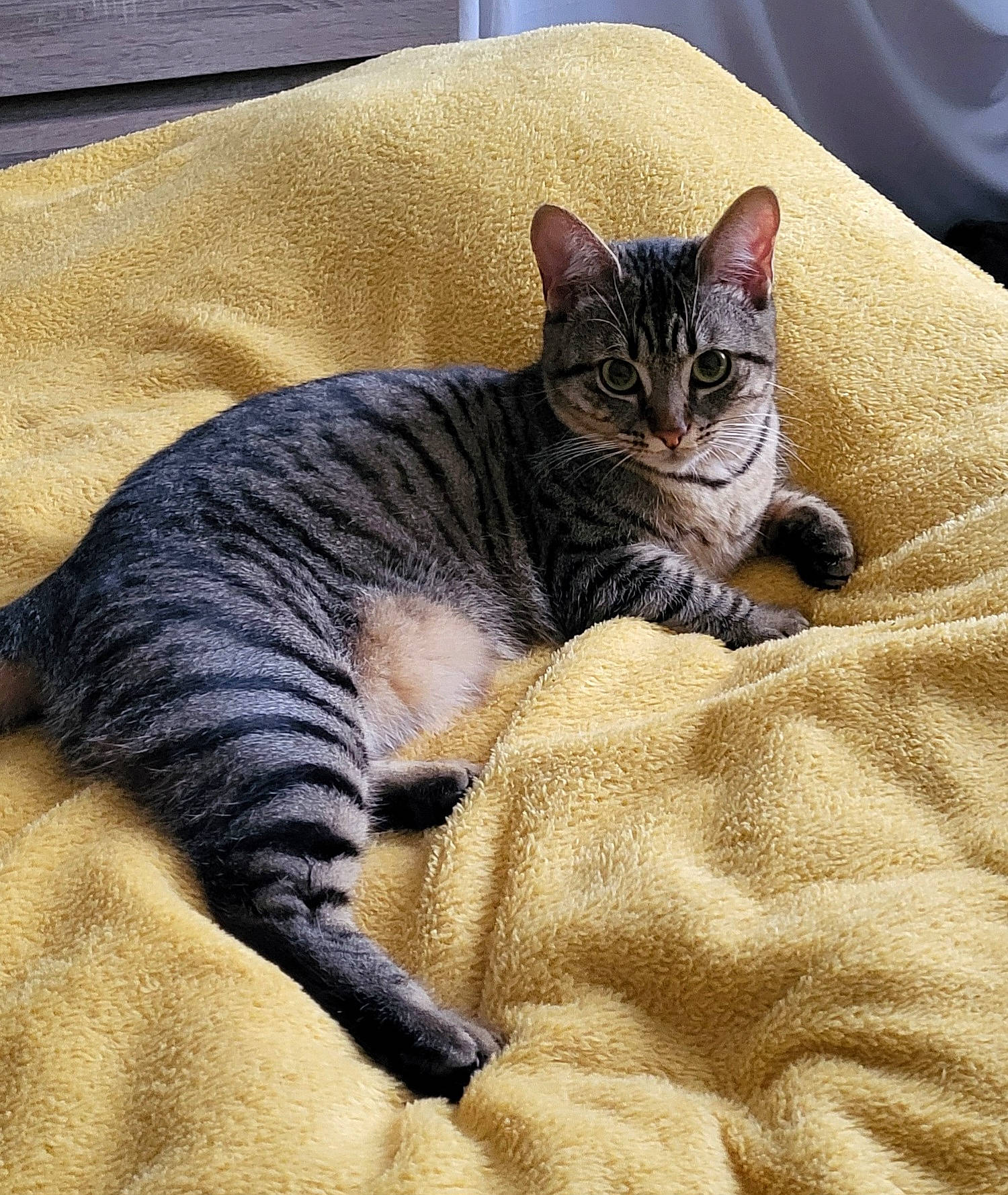 Médusa participe au concours pour gagner de l'argent avec cette photo : bed, carnivore, cat, claw, comfort, couch, domestic_short_haired_cat, felidae, fur, grey, linens, metal, nap, paw, sitting, small_to_medium_sized_cats, snout, tail, terrestrial_animal, whiskers