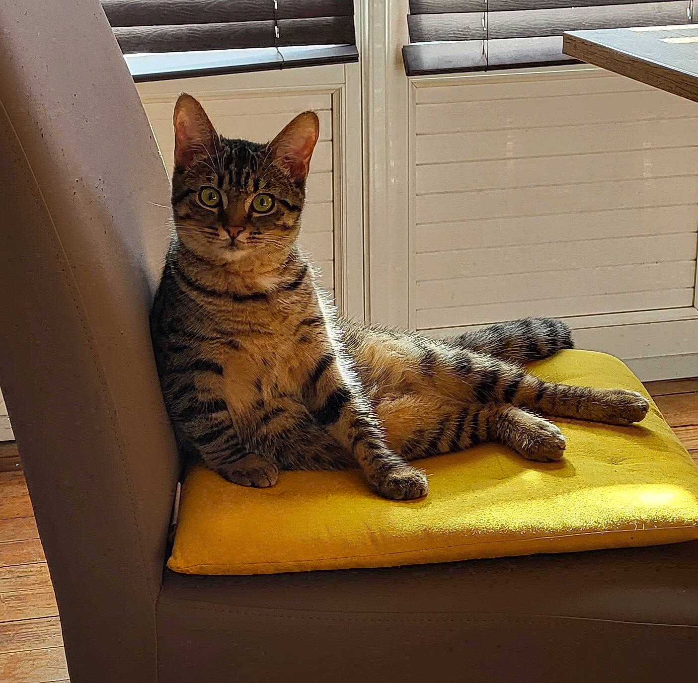 Médusa a rejoint le concours — aidez-le/la à gagner de superbes lots ! carnivore, cat, cat_supply, comfort, domestic_short_haired_cat, felidae, flooring, fur, paw, room, sitting, small_to_medium_sized_cats, snout, tail, terrestrial_animal, whiskers, wood