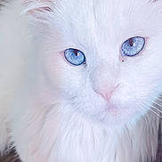 Blu is registered to the contest to win money with this photo: animal, blue_eyes, cat, close_up, cozy, domestic_cat, ear, feline, fluffy, fur_texture, indoor, long_hair, macro, muzzle, pet, pink_nose, portrait, staring, whiskers, white_fur