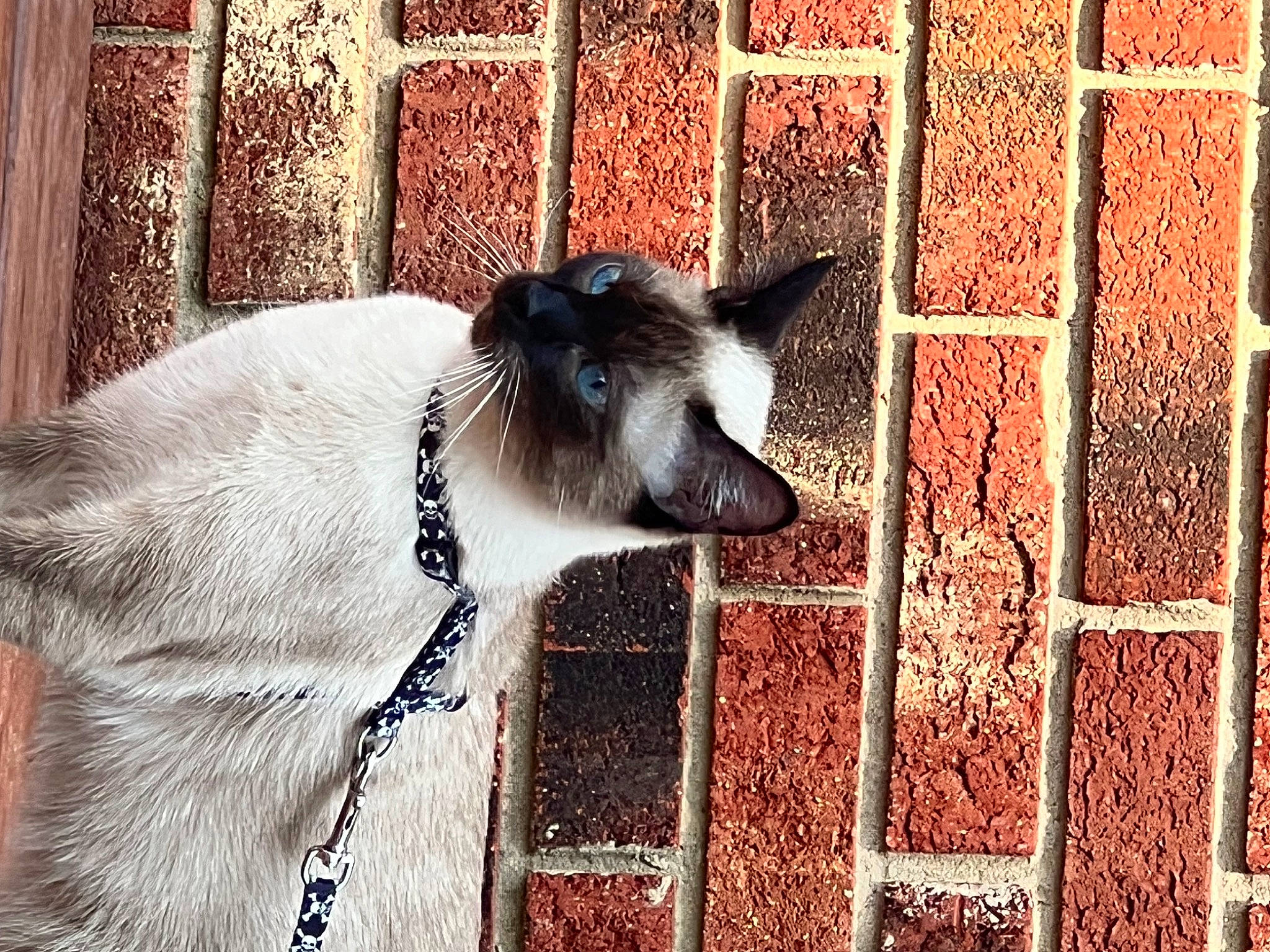 Maybell joined the competition — help win amazing prizes! brick, brickwork, canidae, carnivore, collar, companion_dog, dog_breed, dog_collar, dog_supply, fawn, felidae, fur, livestock, mammal, pet_supply, snout, terrestrial_animal, whiskers, wildlife, working_animal