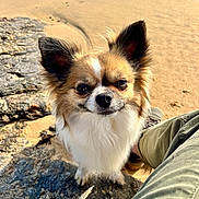 Youyou a rejoint le concours — aidez-le/la à gagner de superbes lots ! dog, small_dog, fluffy_fur, beach, sand, rock, ocean, water, sunlight, ears, pet, animal, outdoor, curious, sitting, person_leg, nature, daylight, close_up, canine