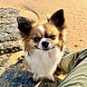 dog, small_dog, fluffy_fur, beach, sand, rock, ocean, water, sunlight, ears, pet, animal, outdoor, curious, sitting, person_leg, nature, daylight, close_up, canine