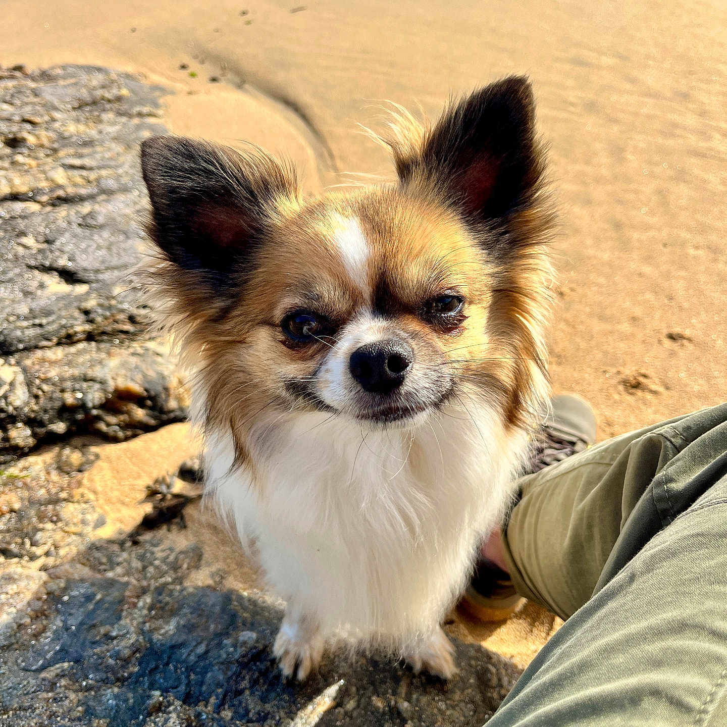 Youyou a rejoint le concours — aidez-le/la à gagner de superbes lots ! dog, small_dog, fluffy_fur, beach, sand, rock, ocean, water, sunlight, ears, pet, animal, outdoor, curious, sitting, person_leg, nature, daylight, close_up, canine