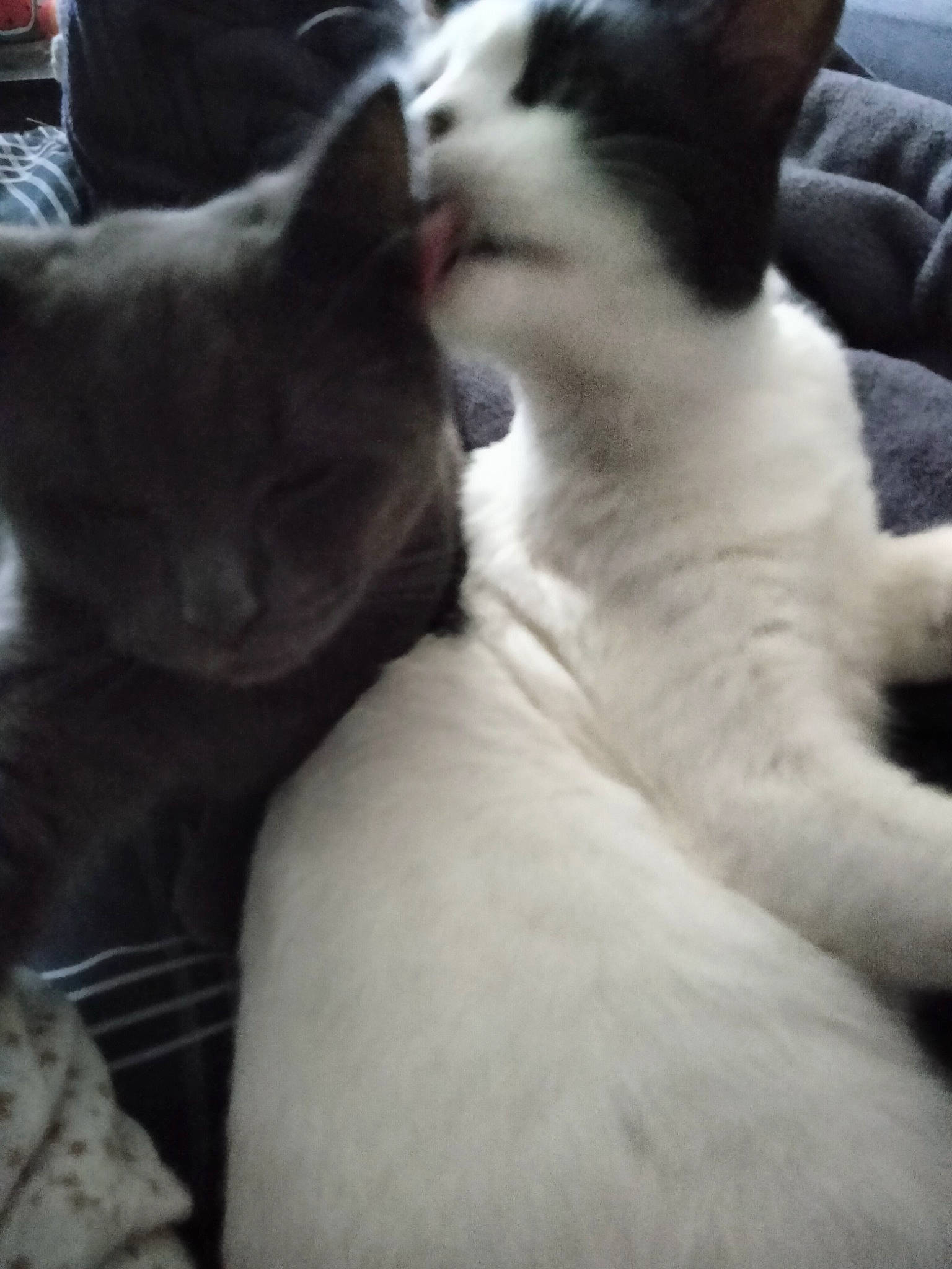 Luna And Stinky is registered to the contest to win money with this photo: carnivore, cat, claw, cloud, comfort, domestic_short_haired_cat, felidae, foot, fur, human_leg, mammal, nap, paw, sitting, sky, small_to_medium_sized_cats, snout, tail, vertebrate, whiskers