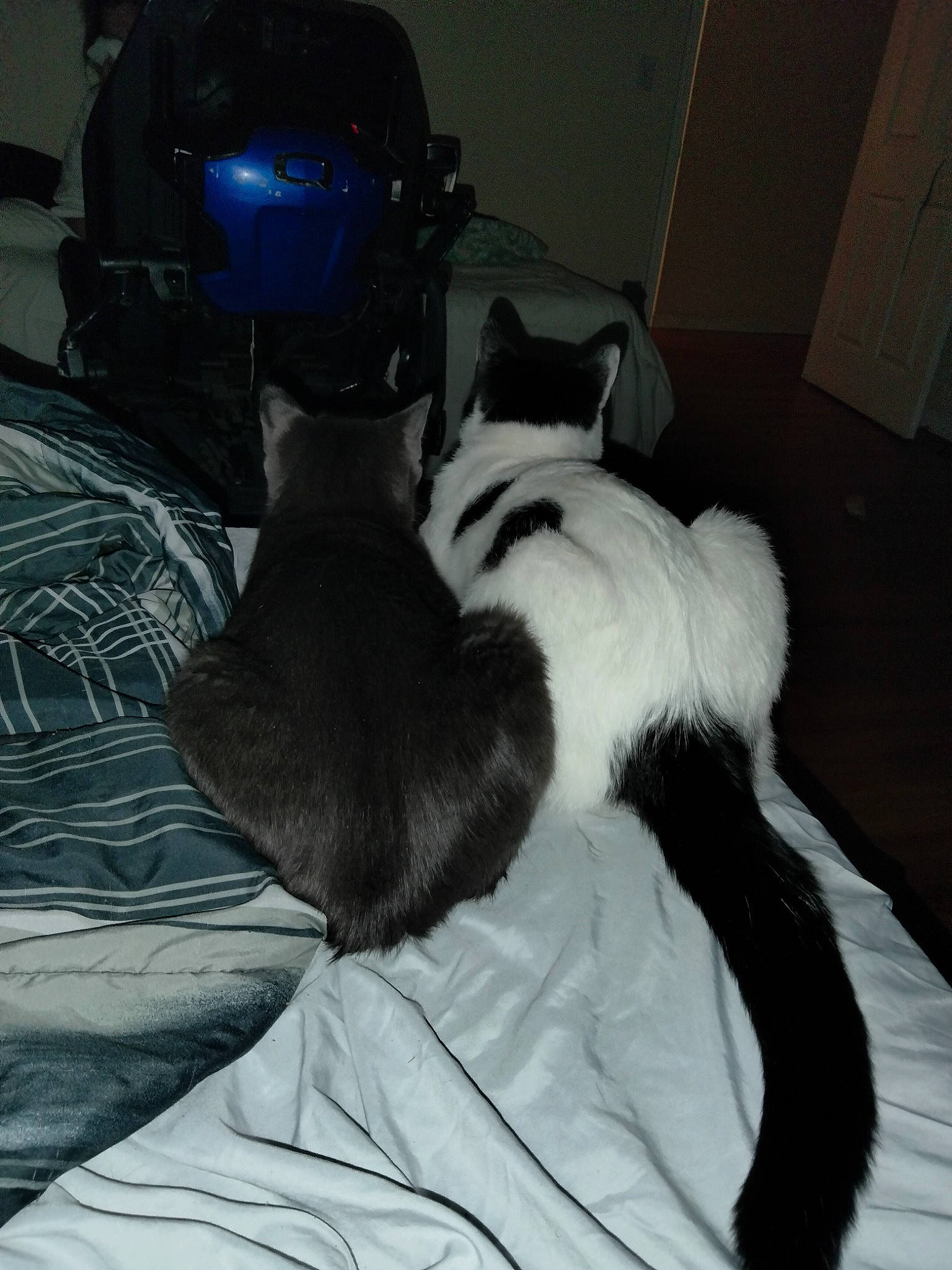 Luna And Stinky is registered to the contest to win money with this photo: audio_equipment, bed, bedding, carnivore, cat, comfort, companion_dog, dog_breed, felidae, fur, human_leg, linens, personal_protective_equipment, room, sitting, small_to_medium_sized_cats, sports_gear, tail, thigh, whiskers