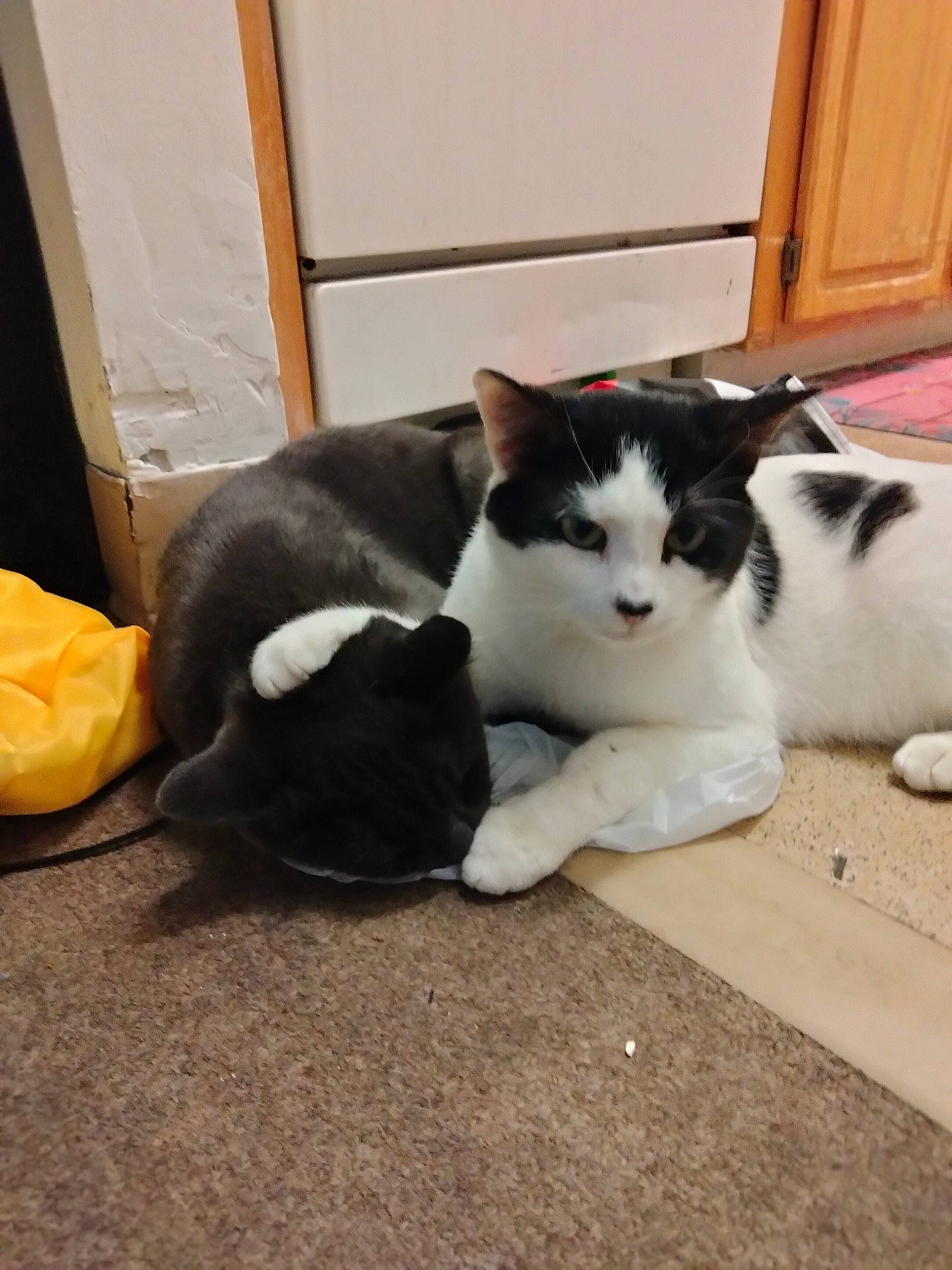 Luna And Stinky joined the competition — help win amazing prizes! carnivore, cat, comfort, domestic_short_haired_cat, felidae, floor, flooring, fur, hardwood, plastic_bag, small_to_medium_sized_cats, tail, whiskers, wood