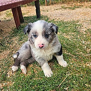 Baki a rejoint le concours — aidez-le/la à gagner de superbes lots ! animal, bench, canine, cute, daylight, dog, fence, floppy_ears, fluffy, garden, grass, gray_fur, outdoor, pet, pink_nose, playful, portrait, puppy, sitting, white_fur