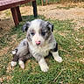 animal, bench, canine, cute, daylight, dog, fence, floppy_ears, fluffy, garden, grass, gray_fur, outdoor, pet, pink_nose, playful, portrait, puppy, sitting, white_fur