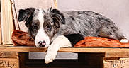 Baki a rejoint le concours — aidez-le/la à gagner de superbes lots ! black_and_white, blanket, border_collie, brown_fur, cozy, cushion, dog, eyes, face, floppy_ears, indoor, lying_down, nose, paw, portrait, puppy, rustic, sleepy, speckled_fur, wooden_crate