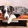 black_and_white, blanket, border_collie, brown_fur, cozy, cushion, dog, eyes, face, floppy_ears, indoor, lying_down, nose, paw, portrait, puppy, rustic, sleepy, speckled_fur, wooden_crate