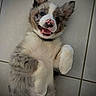 Baki a rejoint le concours — aidez-le/la à gagner de superbes lots ! animal, belly_up, black_and_white, brown_patches, cute, dog, ears, fluffy, fur, indoor, lying_down, open_mouth, paws, pet, pink_nose, playful, portrait, puppy, smiling, tile_floor