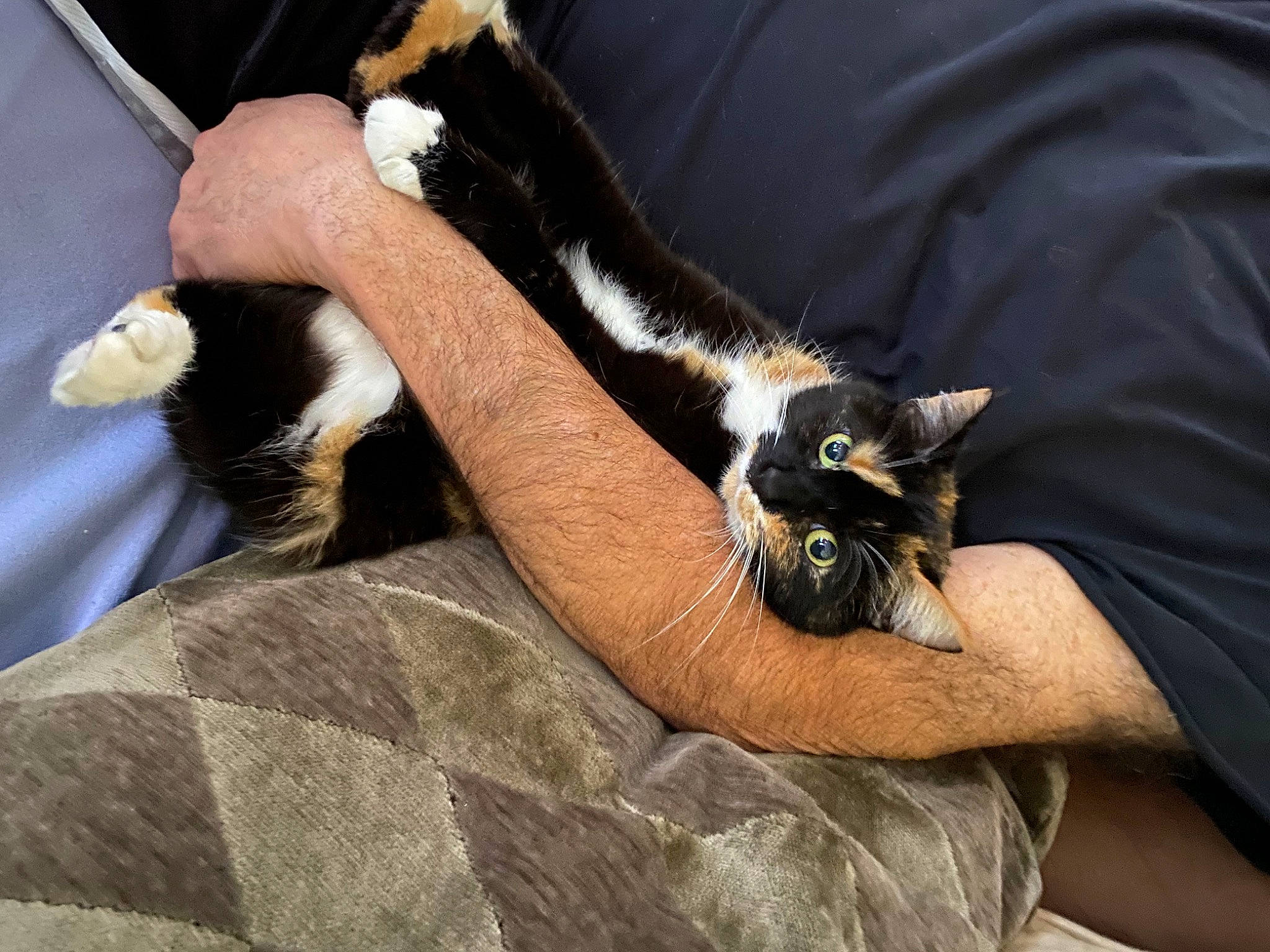 Kitty joined the competition — help win amazing prizes! canidae, carnivore, cat, claw, comfort, domestic_short_haired_cat, felidae, fur, human_leg, lap, mammal, nail, paw, small_to_medium_sized_cats, snout, tail, thigh, vertebrate, whiskers, wrist