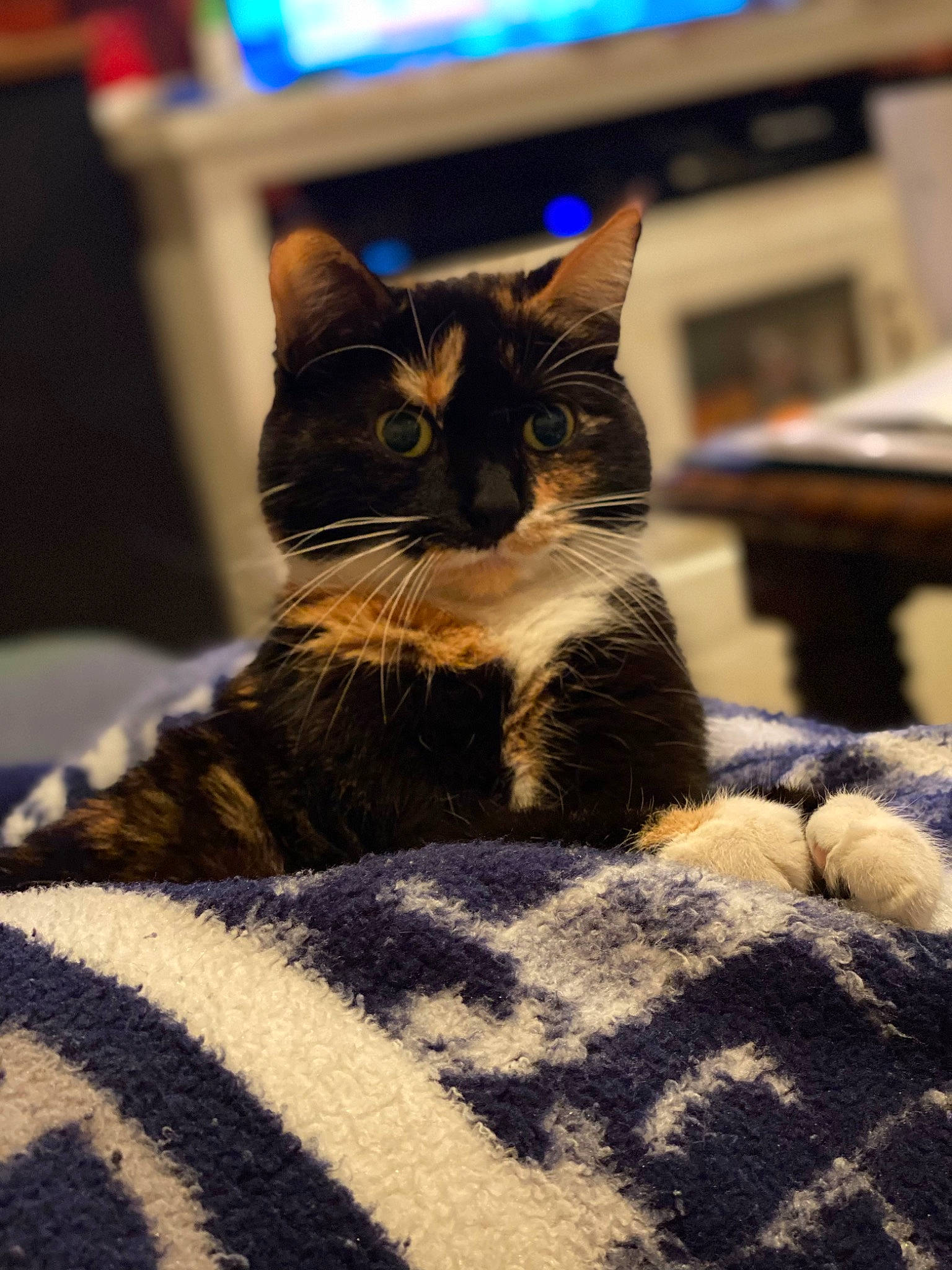 Kitty joined the competition — help win amazing prizes! bed, bedding, black_cat, carnivore, cat, claw, comfort, domestic_short_haired_cat, felidae, fur, linens, monochrome_photography, room, sand, sitting, small_to_medium_sized_cats, snout, tail, textile, whiskers