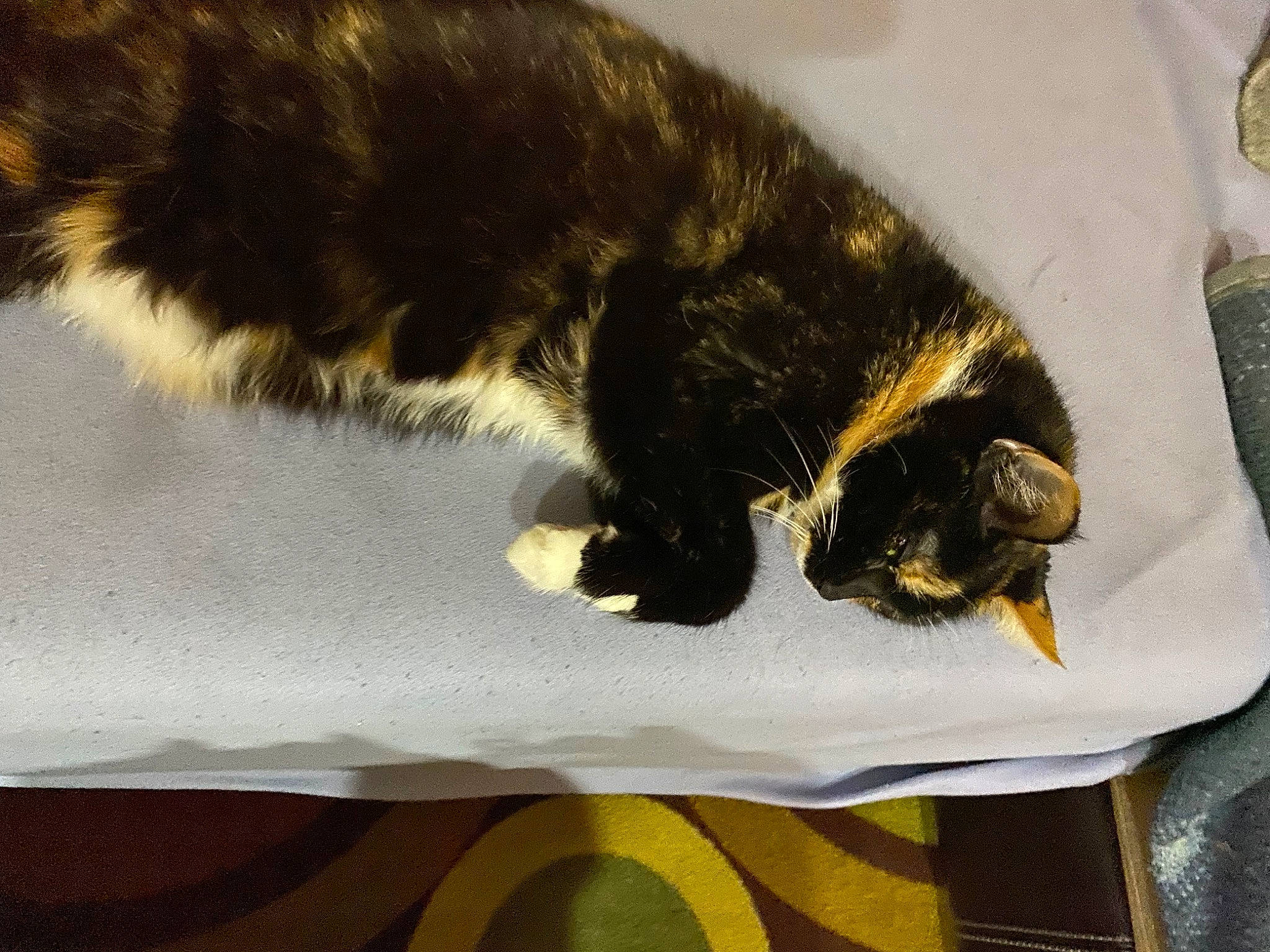 Kitty is registered to the contest to win money with this photo: canidae, carnivore, cat, claw, comfort, dog_breed, domestic_short_haired_cat, felidae, fur, nap, paw, sleep, small_to_medium_sized_cats, snout, sporting_group, tail, terrestrial_animal, vertebrate, whiskers