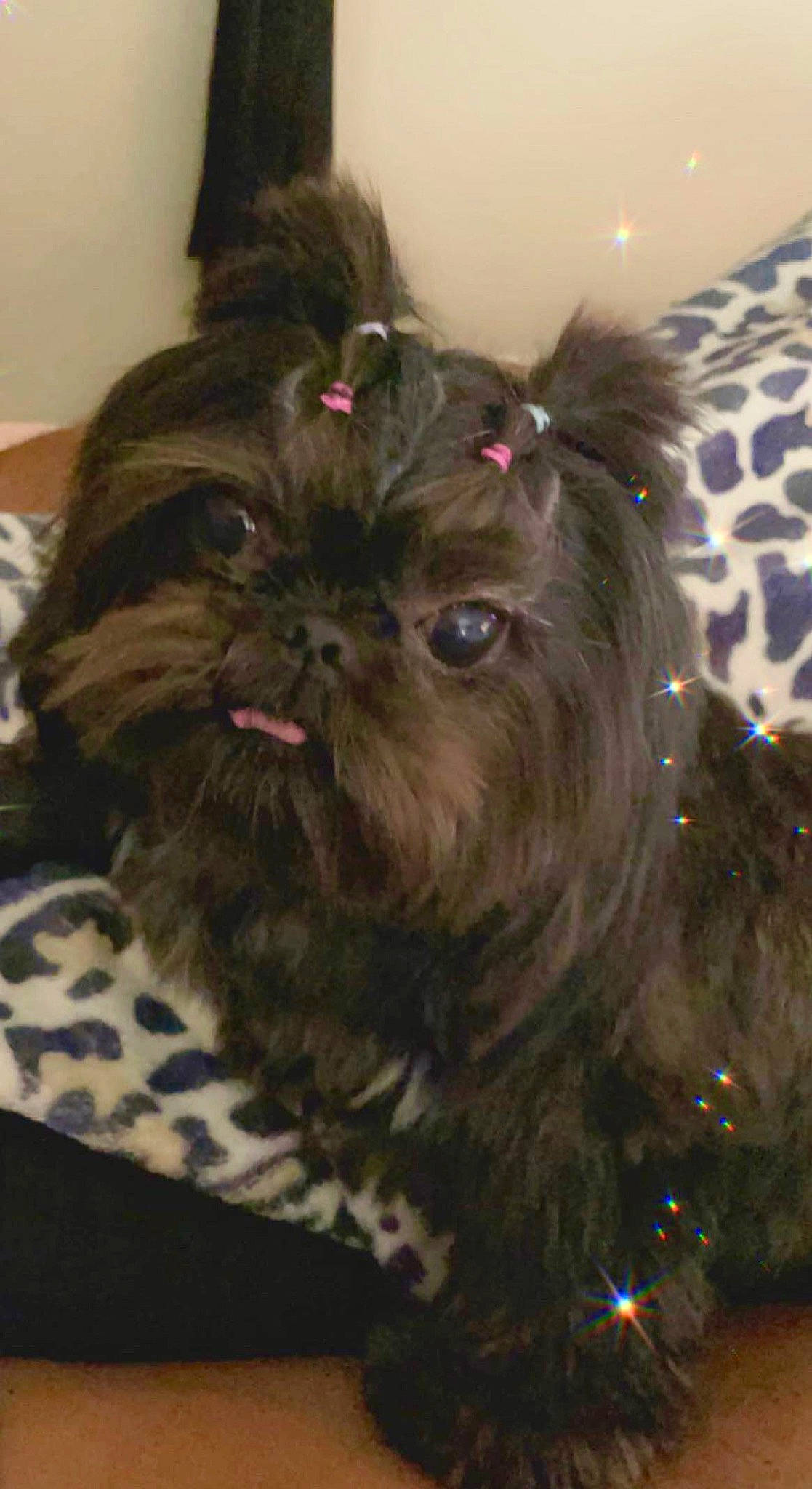 Bianca is registered to the contest to win money with this photo: canidae, carnivore, comfort, companion_dog, dog, dog_breed, dog_supply, ear, fawn, fur, liver, pet_supply, puppy, small_terrier, snout, sporting_group, terrestrial_animal, toy_dog, whiskers, working_animal