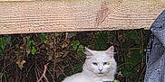 Jesse joined the competition — help win amazing prizes! animal, background, bicycle_wheel, calm, cat, curious, daylight, foliage, greenery, hidden, leaves, nature, outdoor, pet, quiet, sitting, twigs, white_cat, wildlife, wooden_fence