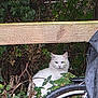 animal, background, bicycle_wheel, calm, cat, curious, daylight, foliage, greenery, hidden, leaves, nature, outdoor, pet, quiet, sitting, twigs, white_cat, wildlife, wooden_fence