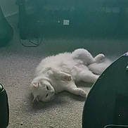 Jesse is registered to the contest to win money with this photo: animal, carpet, cat, cozy, cute, domestic, ears, feline, floor, fluffy, furniture, indoor, laying_down, pet, relaxed, resting, sleepy, table, whiskers, white_cat