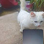 Jesse is registered to the contest to win money with this photo: blue_eyes, blurry, cat, concrete_floor, curious, domestic_animal, face, feline, glasses, outdoor, patio, person, pet, plant, potted_plant, screen_capture, tail_up, technology, video_call, white_cat