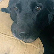 Frankie joined the competition — help win amazing prizes! dog, black_dog, pet, resting, pillow, indoor, close_up, animal, canine, fur, face, snout, ears, brown_eyes, home, decor, comfort, relaxing, couch, cozy