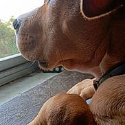 Leo is registered to the contest to win money with this photo: animal, brown, closeup, collar, cozy, daylight, dog, fur, indoor, looking_outside, natural_light, paws, peaceful, pet, relaxed, resting, side_profile, white_paw, window, wooden_surface