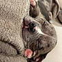 Némésis participe au concours pour gagner de l'argent avec cette photo : puppy, sleeping, blanket, cute, cozy, pet, animal, snuggled, soft, fur, paw, nose, relaxed, indoors, resting, closeup, adorable, tiny, peaceful, domestic