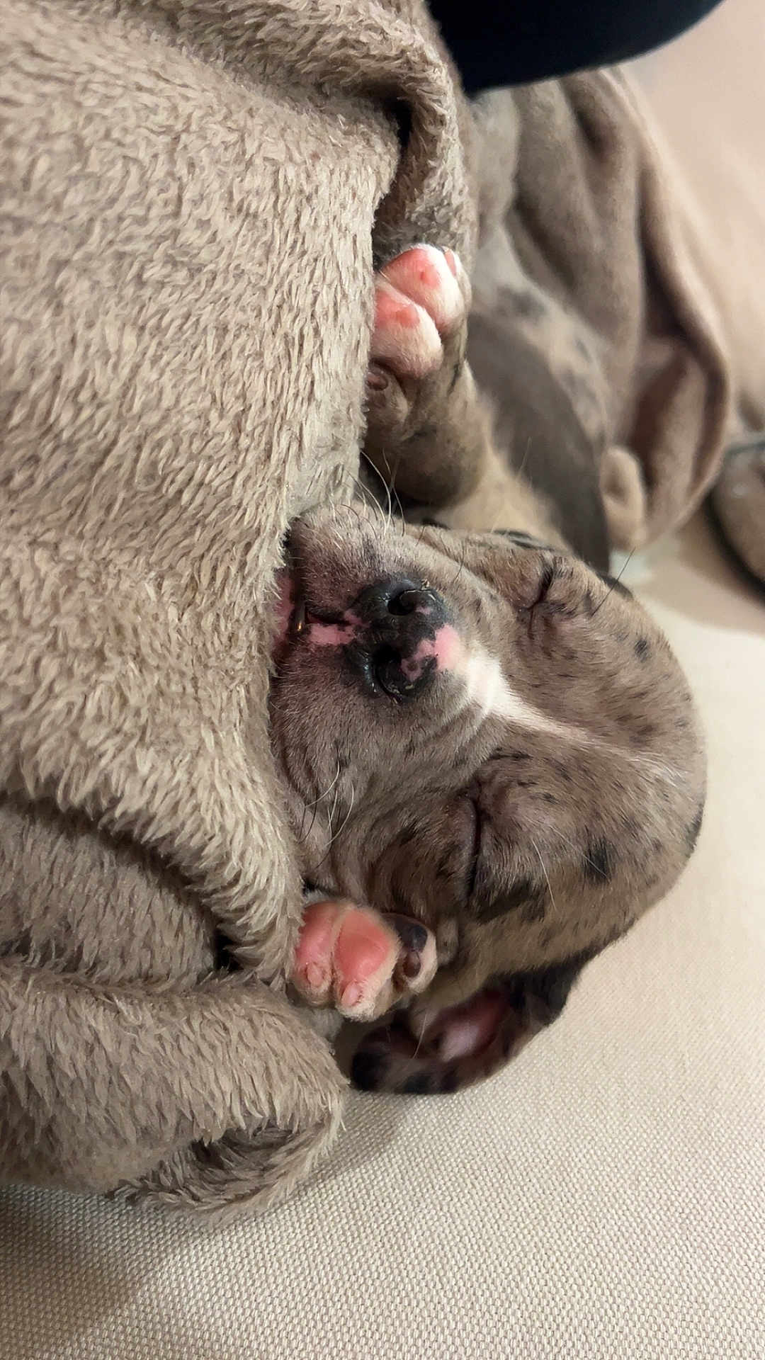 Némésis participe au concours pour gagner de l'argent avec cette photo : puppy, sleeping, blanket, cute, cozy, pet, animal, snuggled, soft, fur, paw, nose, relaxed, indoors, resting, closeup, adorable, tiny, peaceful, domestic
