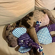 Némésis participe au concours pour gagner de l'argent avec cette photo : puppy, dog, sleeping, toy, elephant_toy, couch, beige, spotted, paw, clutching, cute, pet, indoor, resting, cozy, fur, collar, playful, animal, relaxed