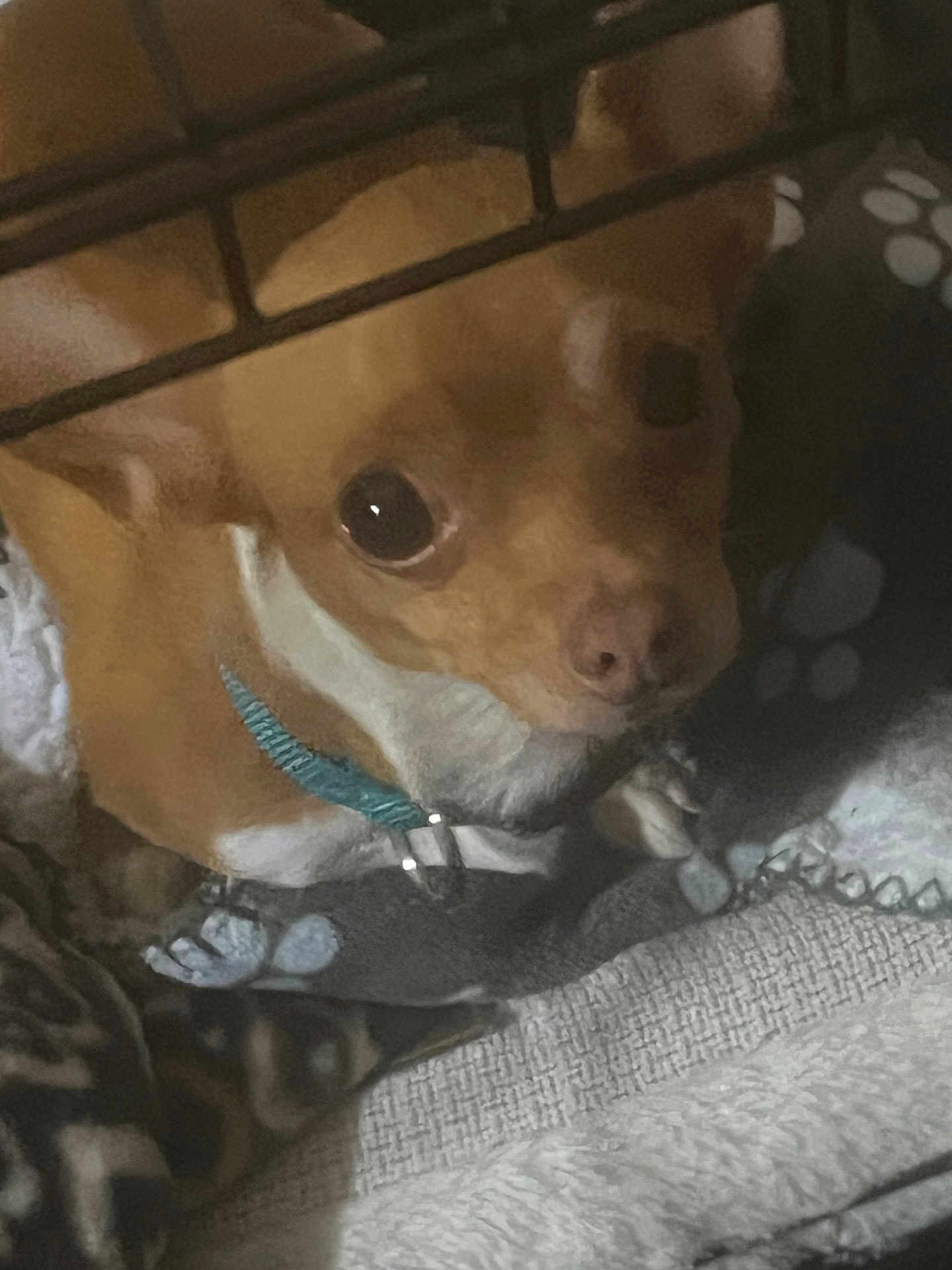 Chi Chi