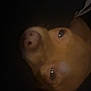 Chi Chi is registered to the contest to win money with this photo: dog, brown_dog, pet, close_up, low_light, dark, animal, face, canine, portrait, shadow, muzzle, whiskers, ears, eyes, nose, indoor, soft_focus, dim, quiet