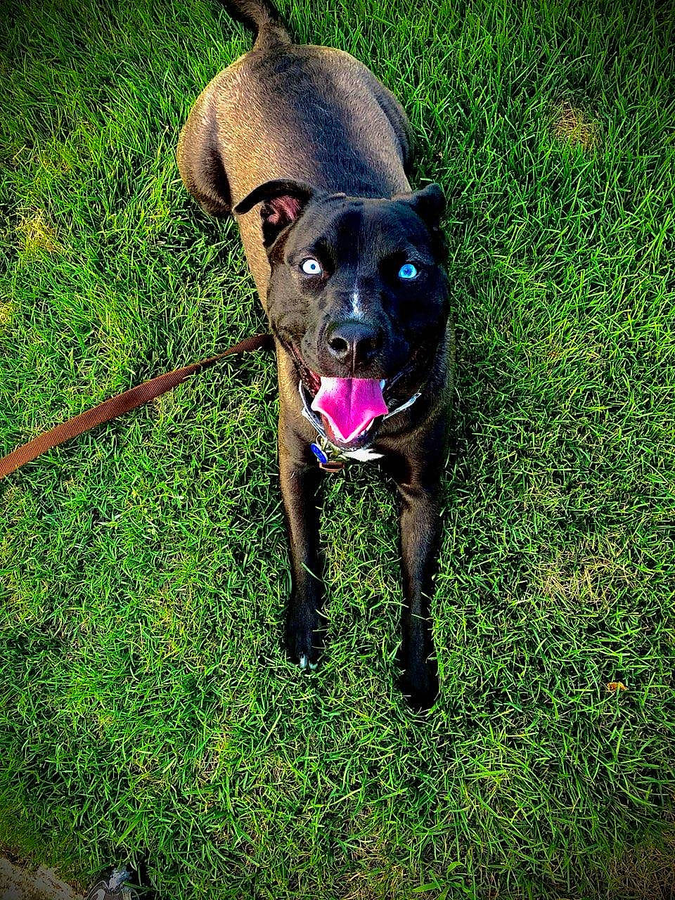 Frankie is registered to the contest to win money with this photo: borador, carnivore, collar, companion_dog, dog, dog_breed, dog_collar, electric_blue, fashion_accessory, fawn, grass, lawn, leash, pet_supply, plant, snout, sporting_group, tail, tints_and_shades, working_animal