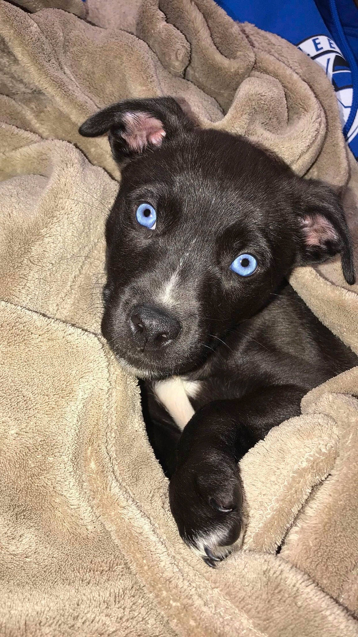 Frankie is registered to the contest to win money with this photo: borador, canidae, carnivore, companion_dog, dog, dog_breed, fawn, fur, non_sporting_group, pet_supply, snout, sporting_group, terrestrial_animal, whiskers, working_animal