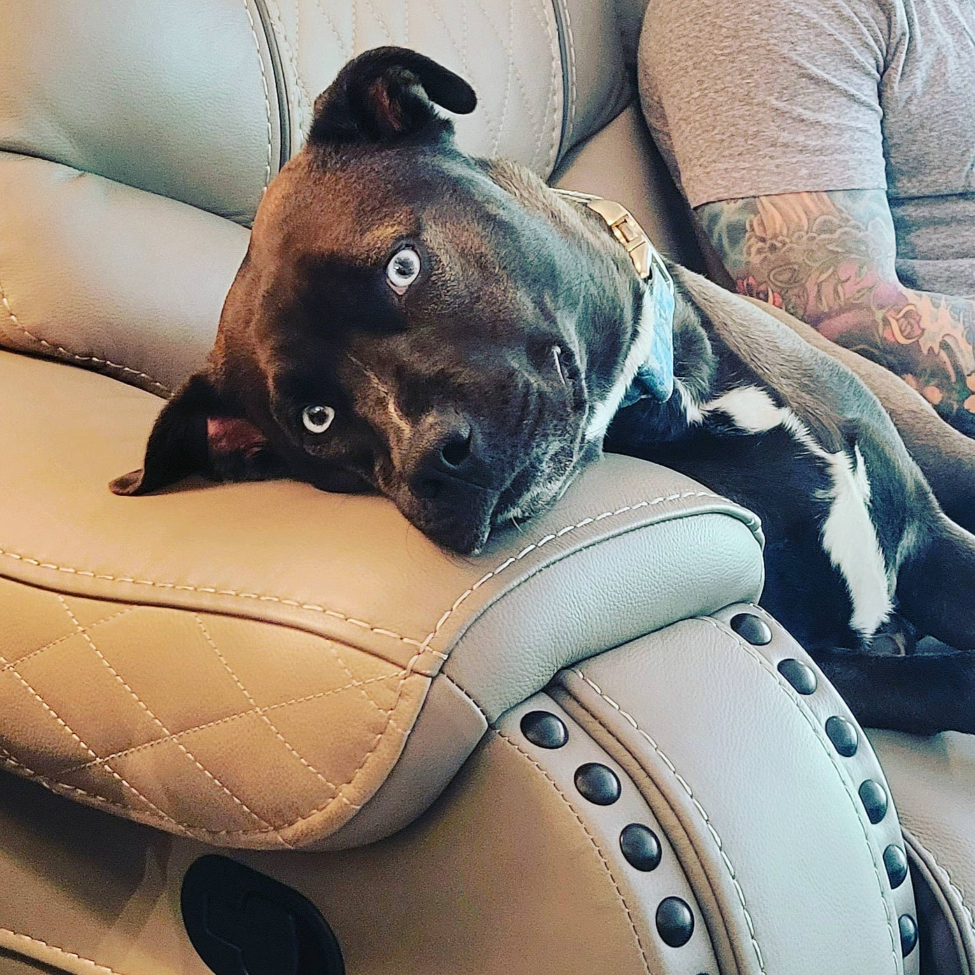 Frankie joined the competition — help win amazing prizes! carnivore, collar, comfort, companion_dog, cool, couch, dog, dog_breed, dog_collar, electric_blue, fashion_accessory, fawn, fur, human_leg, leather, personal_protective_equipment, snout, sporting_group, whiskers, working_animal