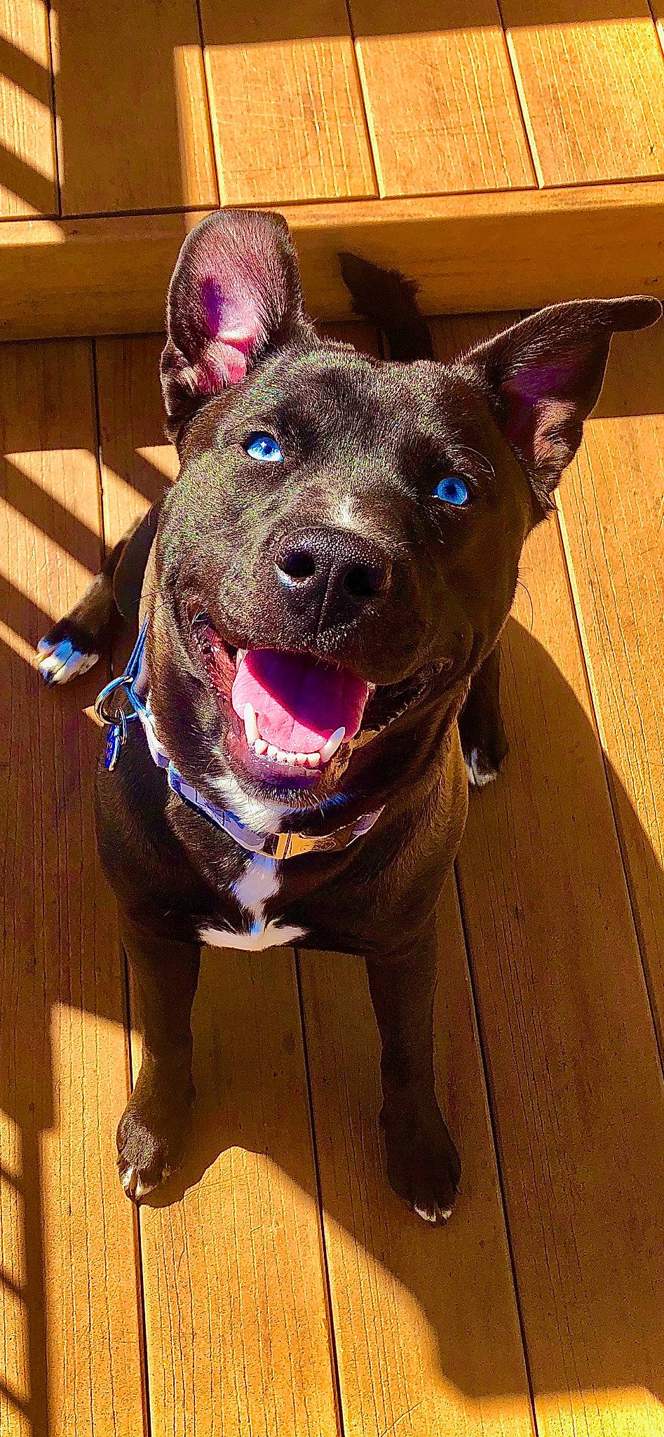 Frankie is registered to the contest to win money with this photo: canidae, carnivore, collar, companion_dog, dog, dog_breed, dog_collar, electric_blue, fashion_accessory, fawn, felidae, fur, leash, liver, party_hat, selfie, snout, sporting_group, whiskers, working_animal