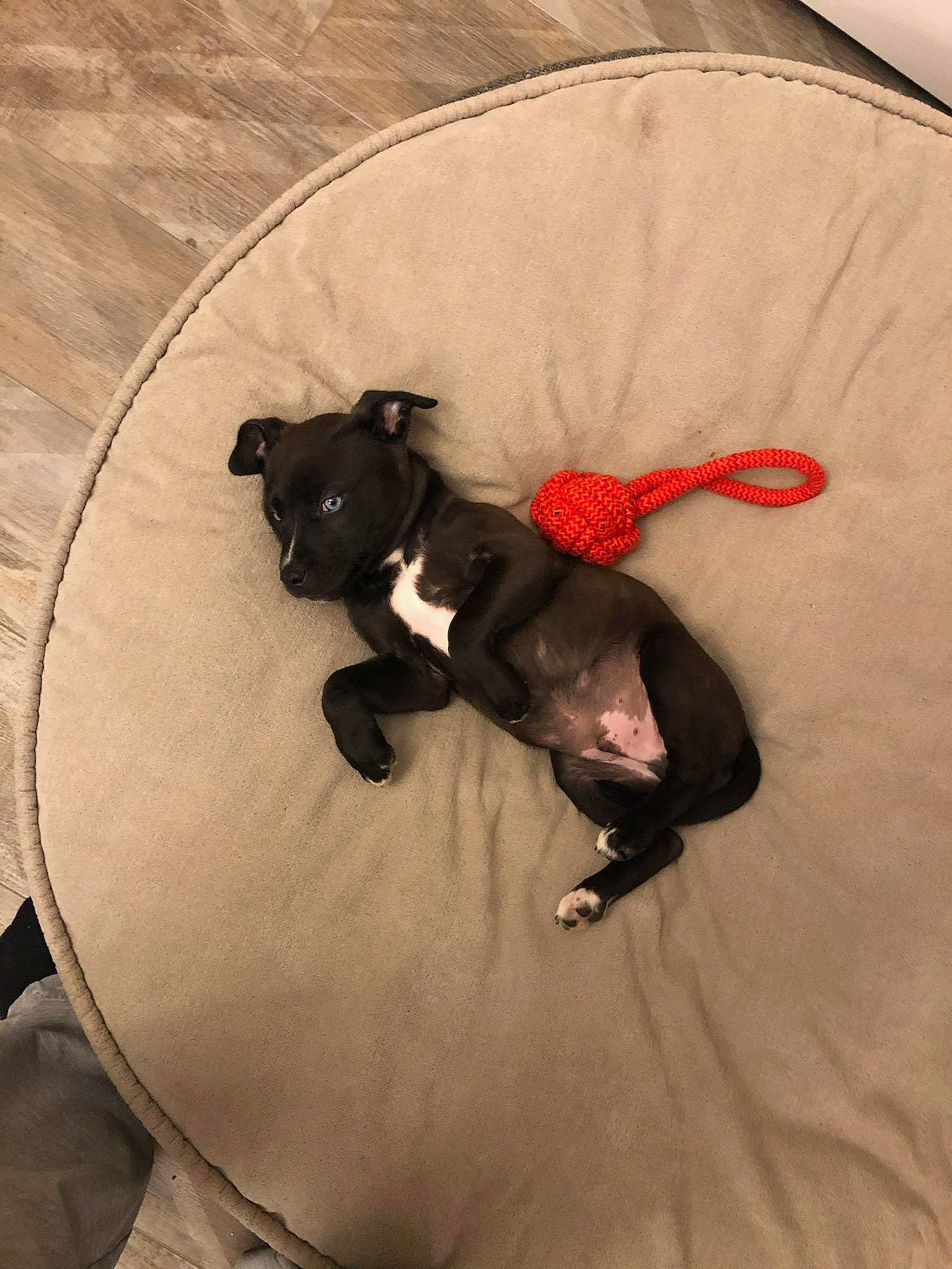 Frankie joined the competition — help win amazing prizes! carnivore, comfort, companion_dog, dog, dog_breed, dog_supply, fawn, felidae, flooring, fur, grey, linens, sleeve, snout, sporting_group, tail, tints_and_shades, toy_dog, wood, working_animal