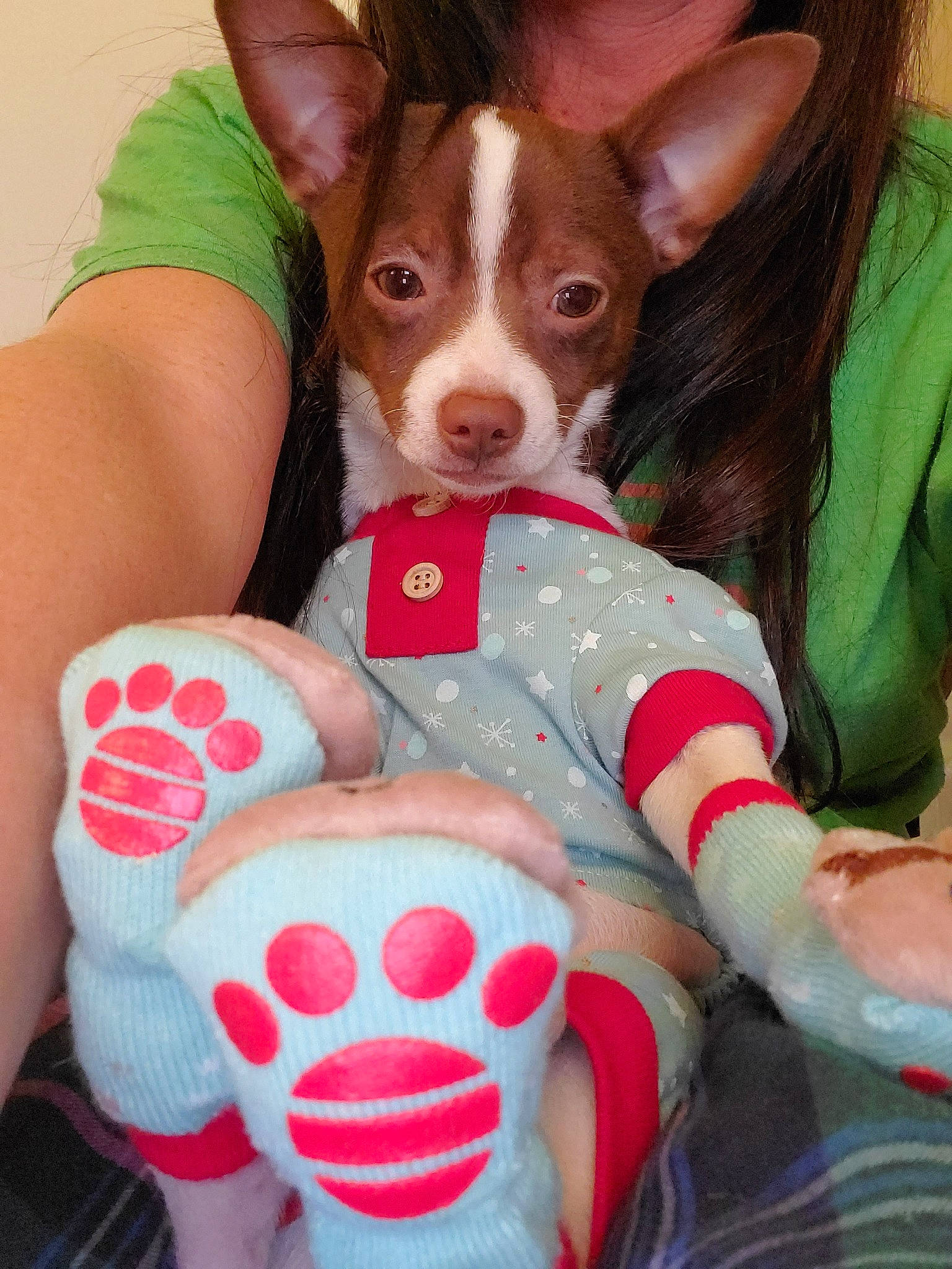 Deniro is registered to the contest to win money with this photo: american_hairless_terrier, canidae, carnivore, chihuahua, companion_dog, dog, dog_breed, ear, fawn, ibizan_hound, mammal, puppy, rat_terrier, snout, teddy_roosevelt_terrier, tenterfield_terrier, toy_dog, toy_fox_terrier