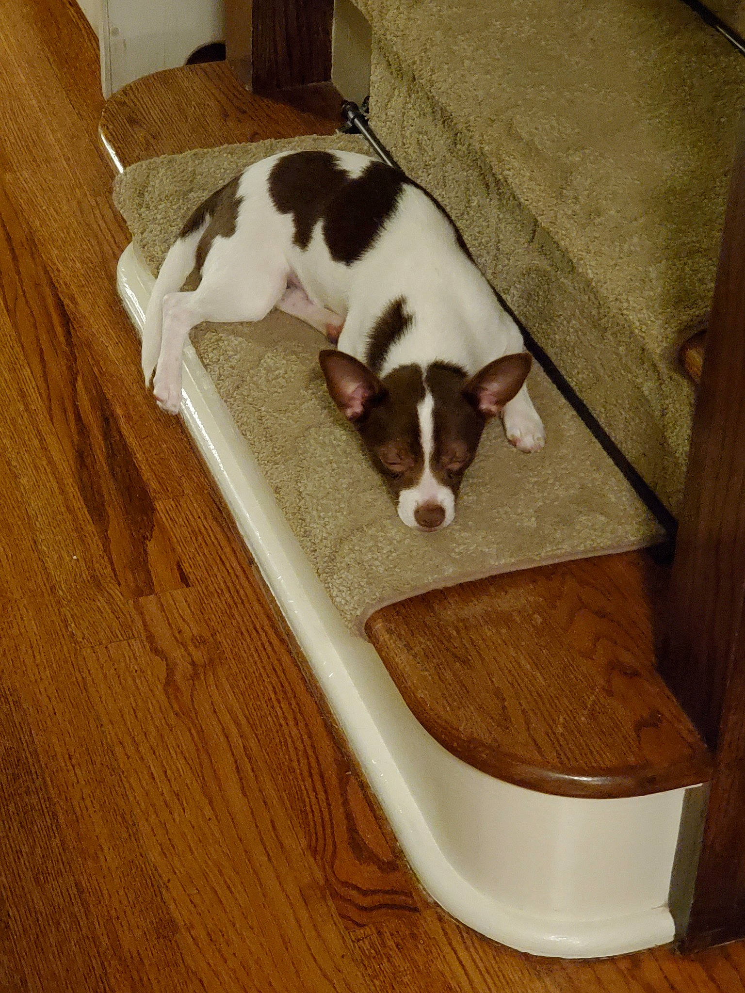 Deniro joined the competition — help win amazing prizes! canidae, carnivore, companion_dog, dog, dog_breed, dog_supply, fawn, floor, flooring, jack_russell_terrier, mammal, miniature_fox_terrier, parson_russell_terrier, puppy, sporting_group, treeing_feist, wood