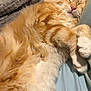 cat, sleeping, orange, ginger, longhair, tabby, pet, indoor, blanket, bed, cozy, paws, whiskers, fur, closeup, resting, pillow, cushion, domestic_animal, nap