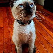 Milo joined the competition — help win amazing prizes! kitten, cat, siamese_cat, blue_eyes, collar, whiskers, wooden_floor, indoor, pet, feline, young_animal, curious, sitting, domestic_animal, brown_paws, fur, close_up, looking_up, animal_portrait, household