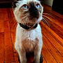 kitten, cat, siamese_cat, blue_eyes, collar, whiskers, wooden_floor, indoor, pet, feline, young_animal, curious, sitting, domestic_animal, brown_paws, fur, close_up, looking_up, animal_portrait, household