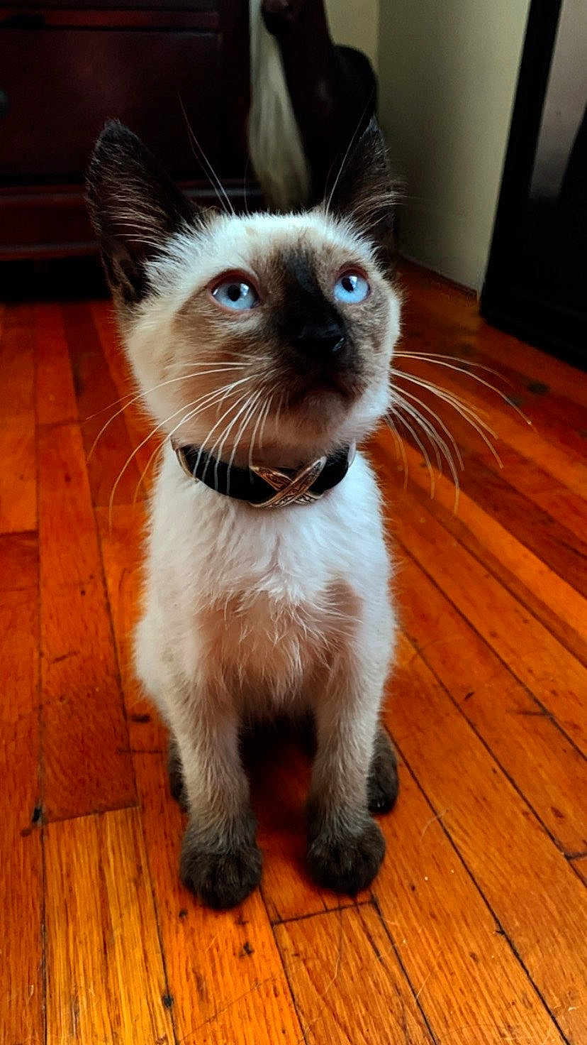 Milo
