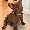 puppy, dog, french_bulldog, brown_dog, indoor, tile_floor, pet, collar, head_tilt, ears, cute, young_dog, animal, looking_up, floor, domestic_animal, small_dog, canine, house, portrait