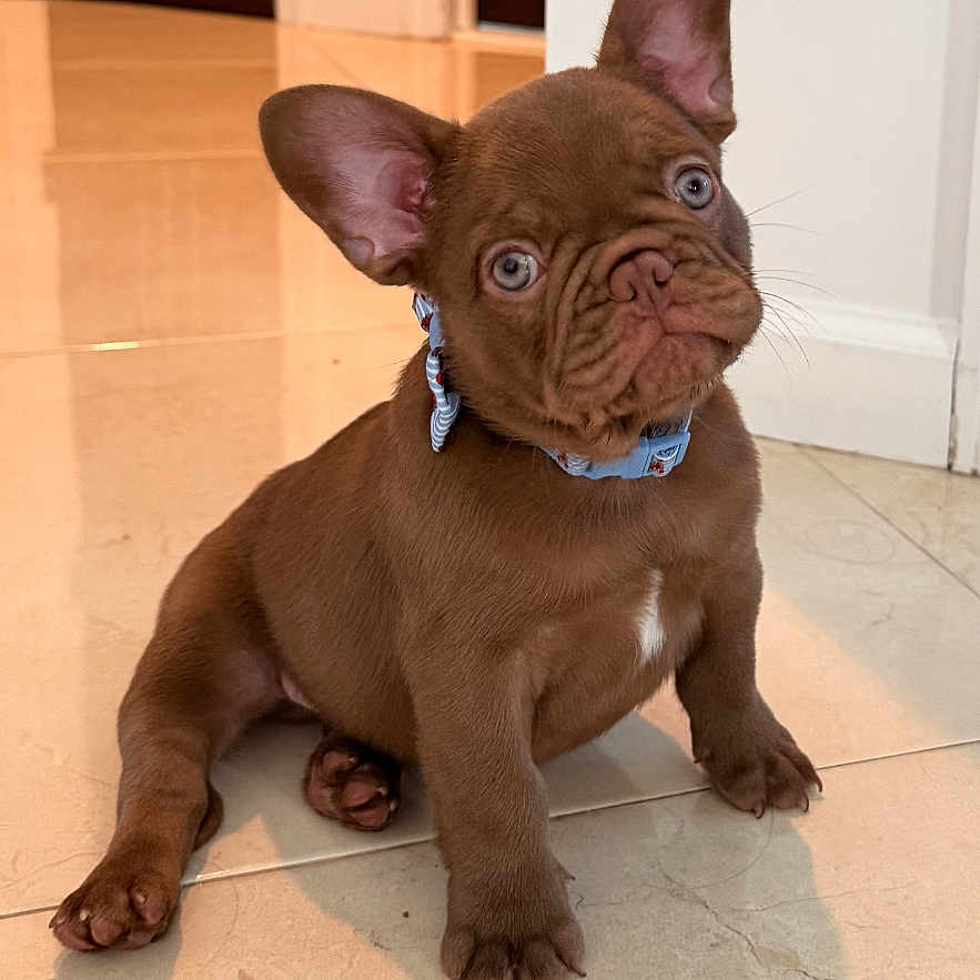 Charlie is registered to the contest to win money with this photo: puppy, dog, french_bulldog, brown_dog, indoor, tile_floor, pet, collar, head_tilt, ears, cute, young_dog, animal, looking_up, floor, domestic_animal, small_dog, canine, house, portrait