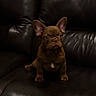 Charlie is registered to the contest to win money with this photo: dog, puppy, french_bulldog, brown_dog, leather_couch, indoor, pet, animal, small_dog, ears, sitting, looking, fur, cute, young_dog, canine, companion, home, furniture, portrait