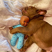 Charlie is registered to the contest to win money with this photo: puppy, dog, sleeping, bed, blanket, doll, toy, hugging, cute, brown, fur, nap, cozy, indoor, comfort, closeup, pet, soft, resting, animal