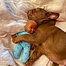 puppy, dog, sleeping, bed, blanket, doll, toy, hugging, cute, brown, fur, nap, cozy, indoor, comfort, closeup, pet, soft, resting, animal