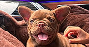 Charlie joined the competition — help win amazing prizes! puppy, dog, brown, tongue_out, blanket, car_interior, hand, petting, happy, ears, fur, cute, closeup, cozy, seat, window, mirror, nature_background, sunlight, smiling