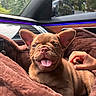 puppy, dog, brown, tongue_out, blanket, car_interior, hand, petting, happy, ears, fur, cute, closeup, cozy, seat, window, mirror, nature_background, sunlight, smiling