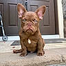 Charlie is registered to the contest to win money with this photo: puppy, dog, brown_dog, big_ears, cute, pet, sitting, doorstep, door, walker, stone_wall, white_patch, outdoor, young_dog, animal, front_view, looking_at_camera, small_dog, house_entrance, pet_portrait