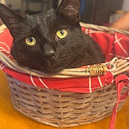 Pumba a rejoint le concours — aidez-le/la à gagner de superbes lots ! animal, basket, black_cat, cat, closeup, cozy, curious, cute, domestic_cat, feline, furry, household, indoor, pet, portrait, red_cloth, relaxed, wicker_basket, wooden_table, yellow_eyes